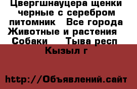 Цвергшнауцера щенки черные с серебром питомник - Все города Животные и растения » Собаки   . Тыва респ.,Кызыл г.